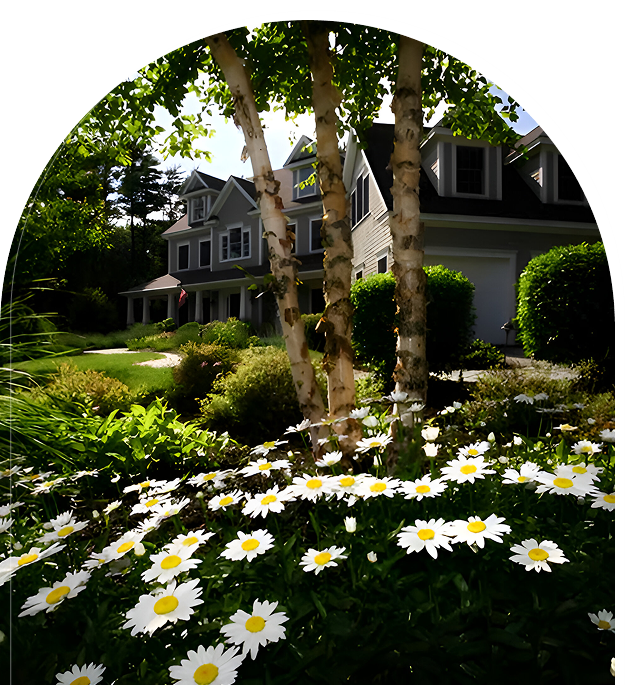 Group 27 Daisies in foreground with a view of a suburban house behind them, featuring a lawn and birch trees.