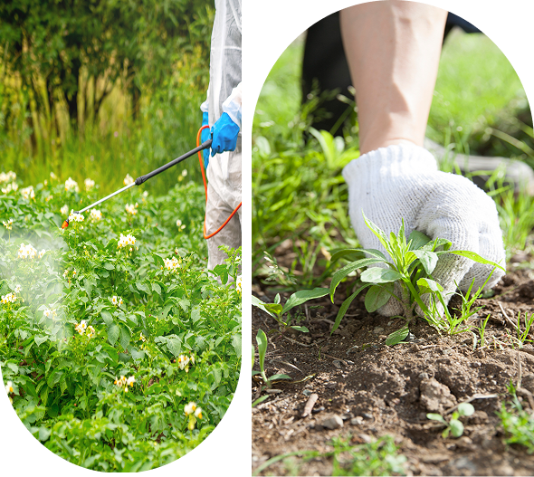 Left: Person spraying plants with a hose in a garden. Right: Person wearing gloves pulling weeds from soil.