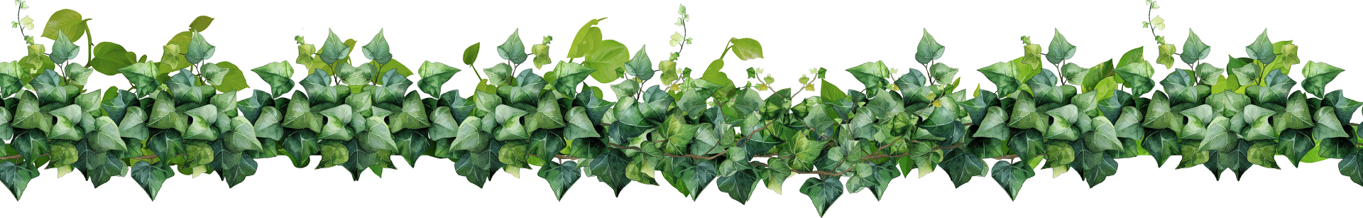 sep A green background with leaves and vines