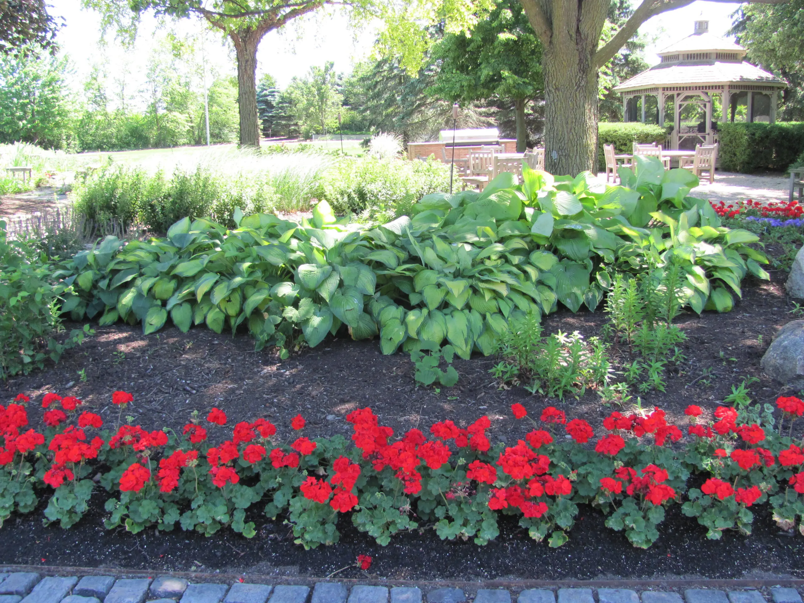 A garden with red flowers and green plants.