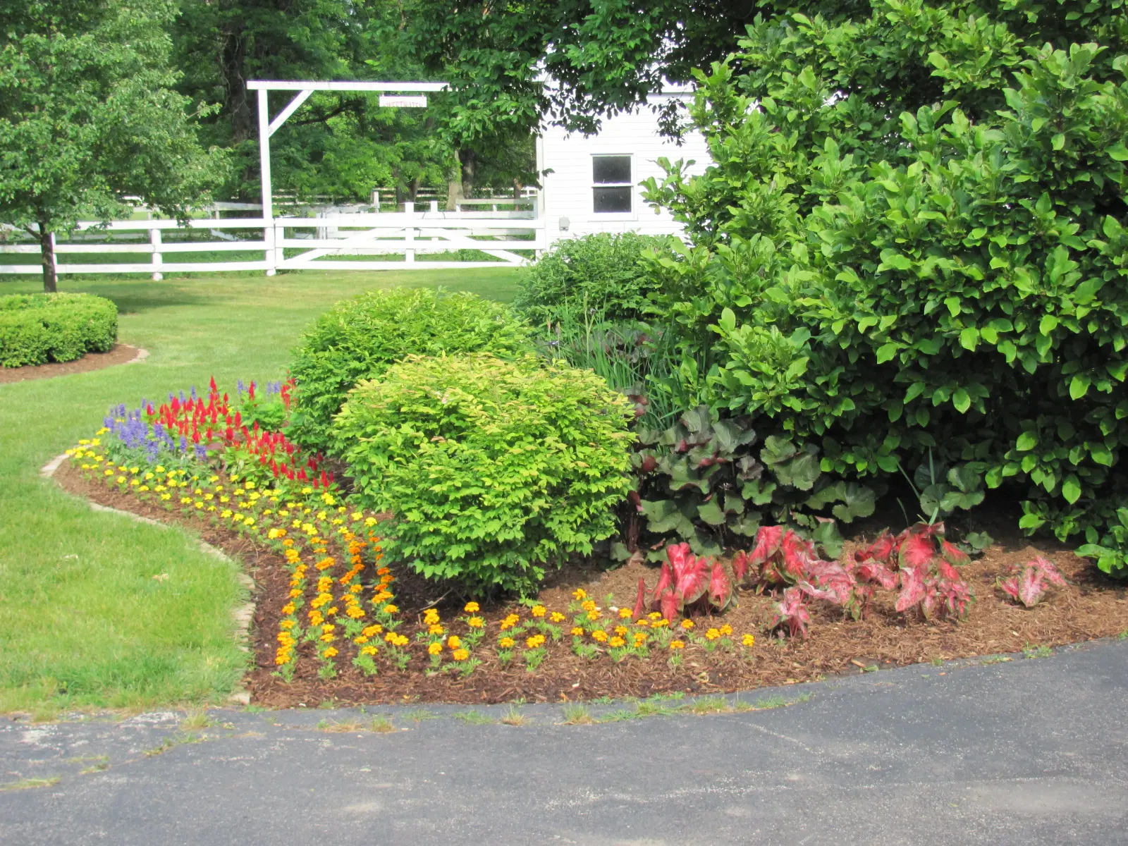 A garden with many different plants and flowers.