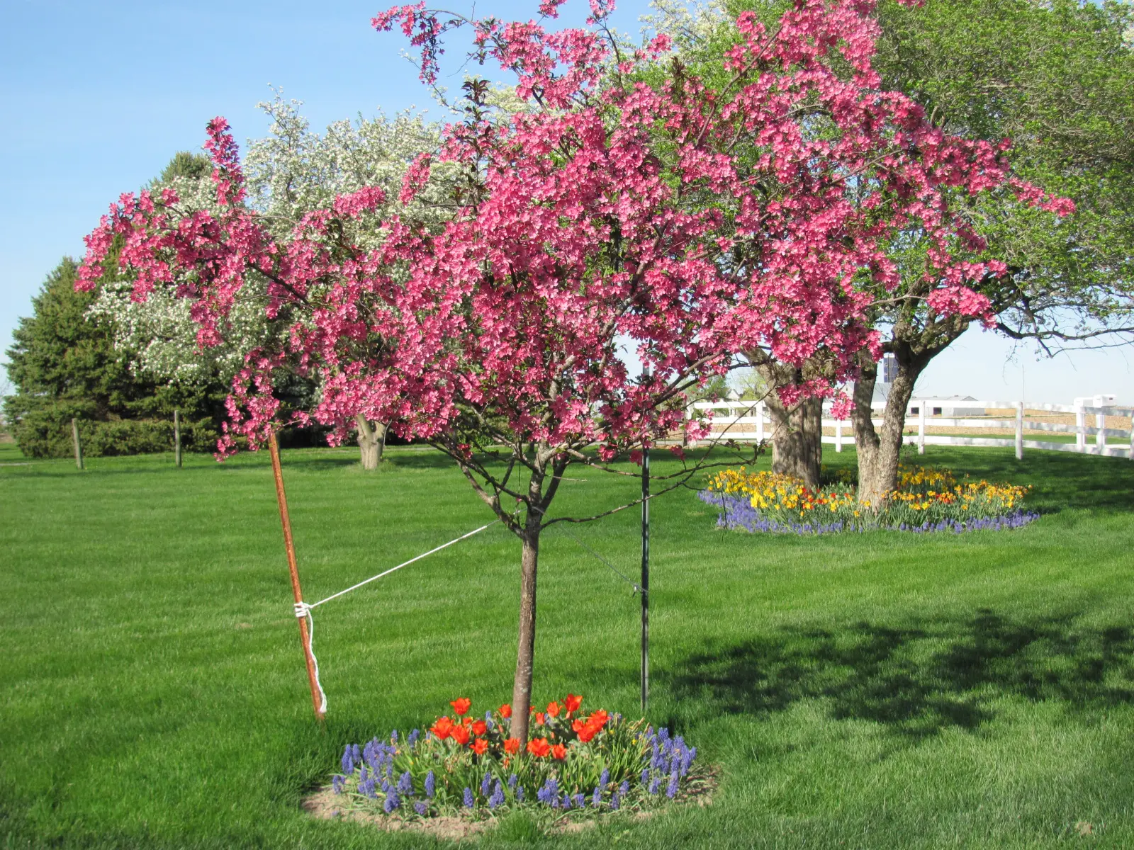 A tree with pink flowers in the middle of it.
