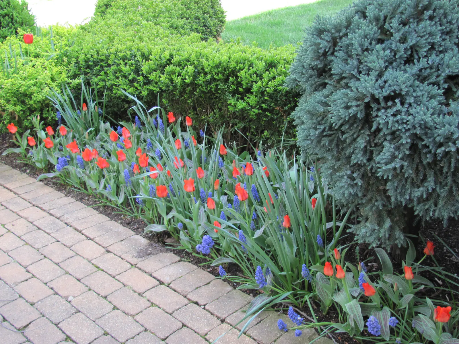 A garden with red and blue flowers in the middle of it.