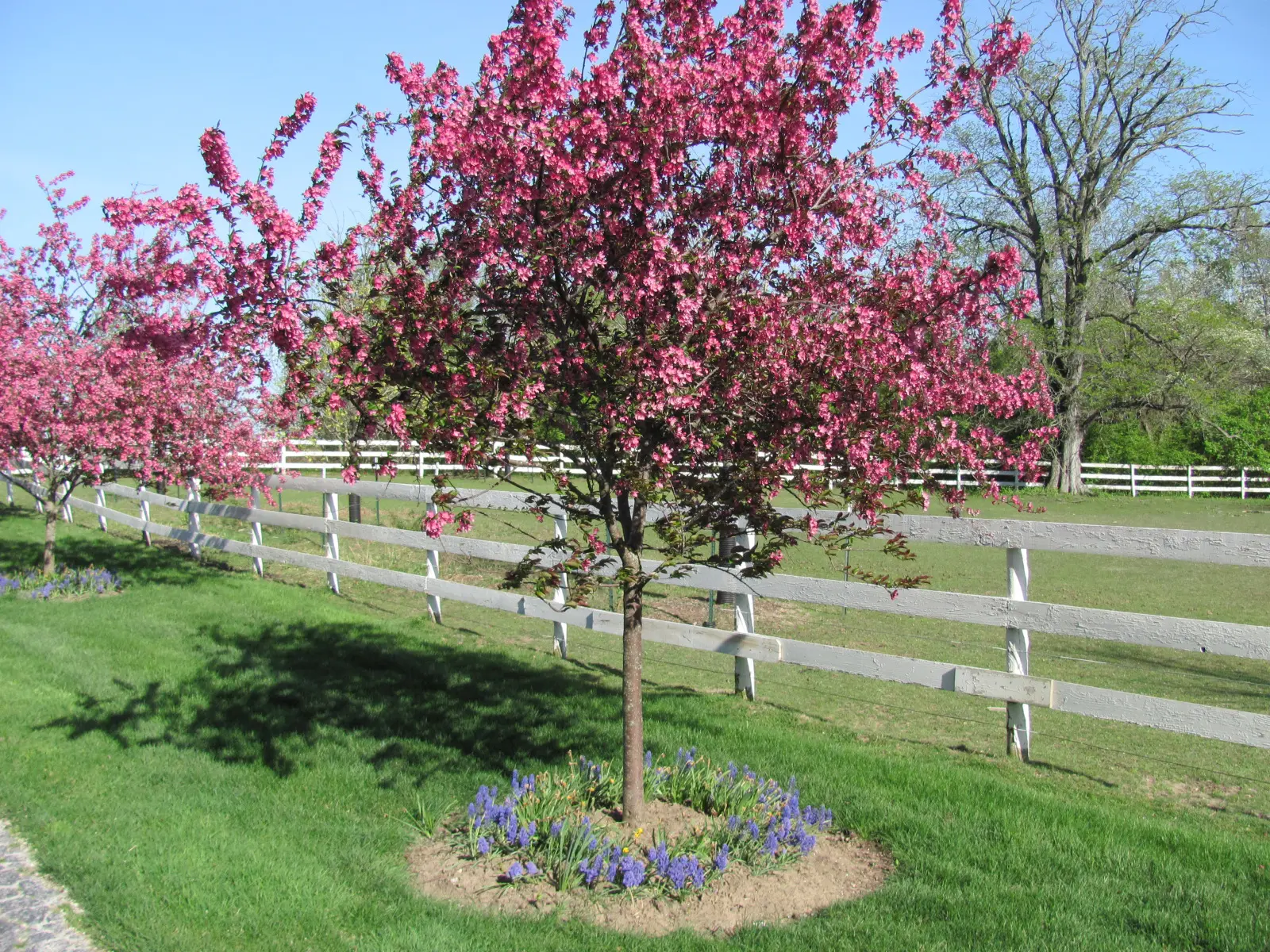 A tree with pink flowers in the middle of it.