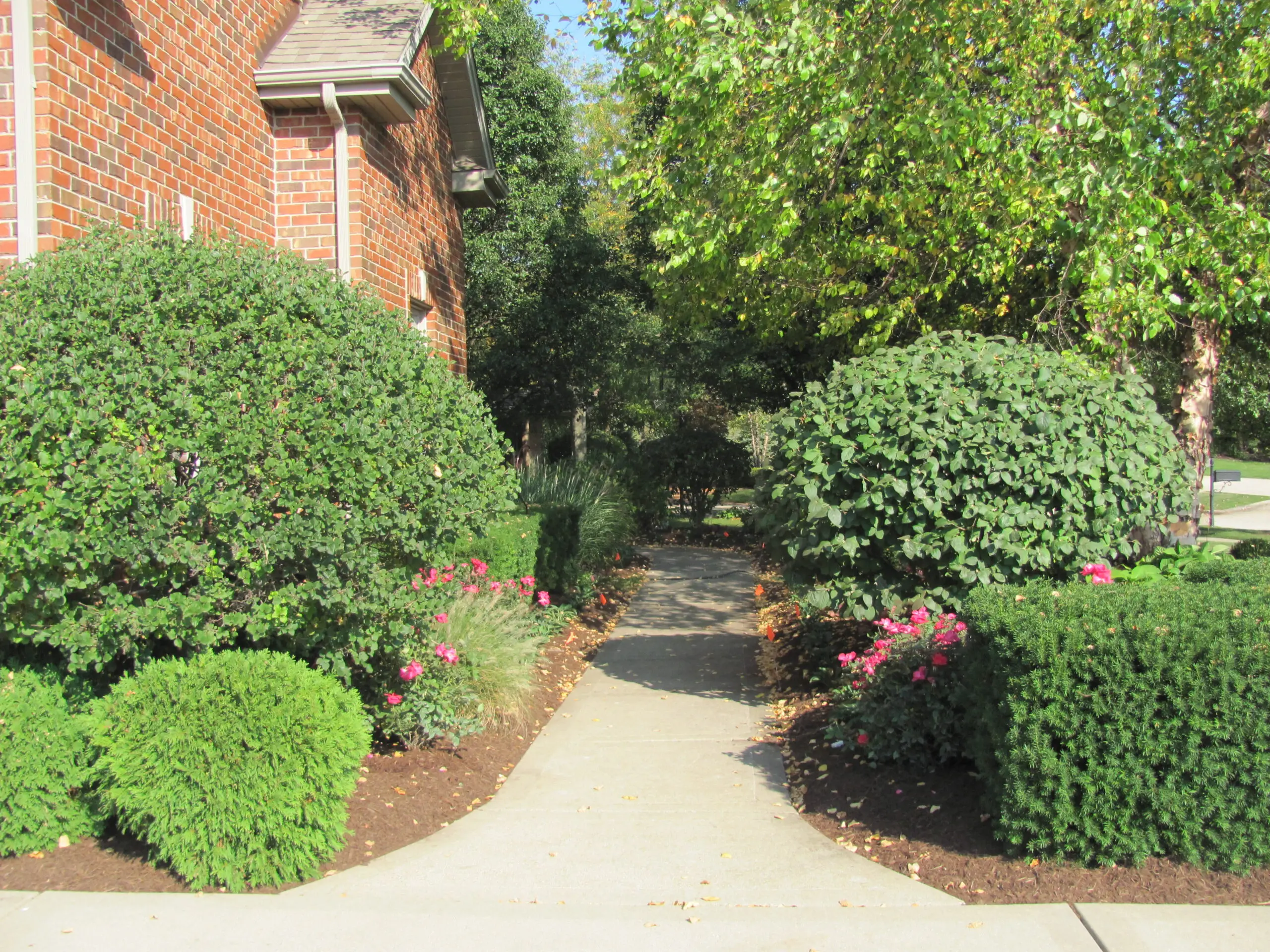 A walkway with bushes and flowers in the middle of it.