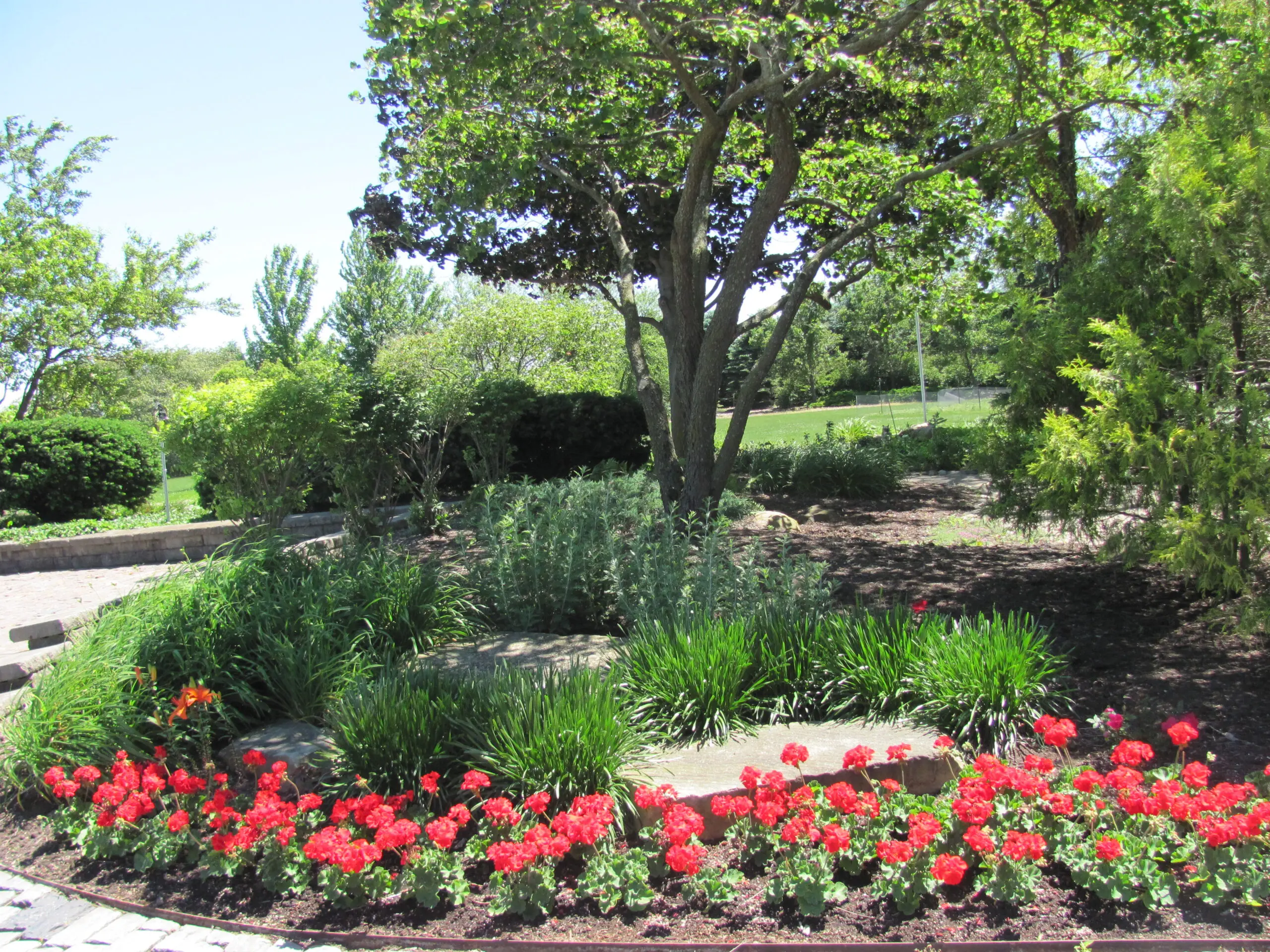 A garden with red flowers and trees in the background.