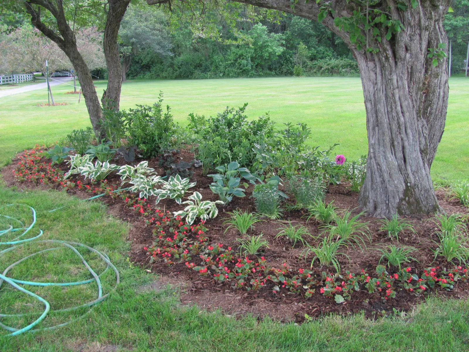 A garden with many plants and trees